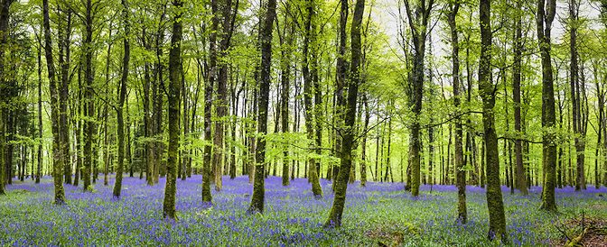 Home. Bluebell Wood Hero Image